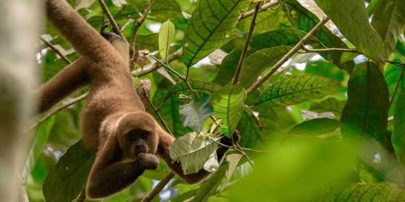 Cuyabeno: Una Reserva De Producción De Fauna En Ecuador - Ecuador Hop